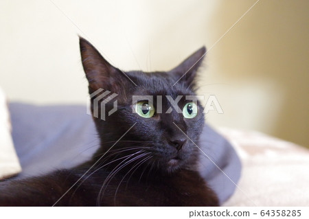black cat 64358285