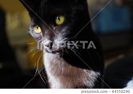 black cat black cat 64358290