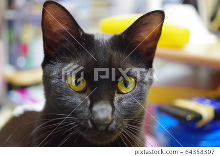 black cat black cat 64358307