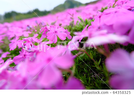 Cute pink turquoise 64358325