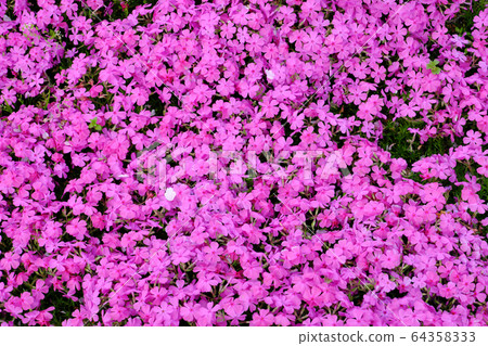 Texture material of moss phlox in full bloom 64358333