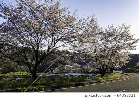 Cherry Blossoms	 64358521