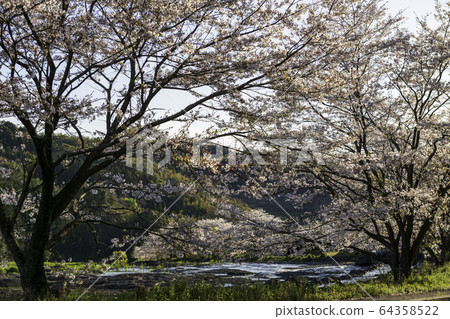 Cherry Blossoms Cherry Blossoms 64358522