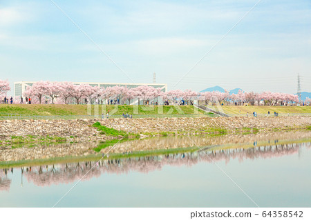A row of cherry blossom trees reflecting in Sayama Pond A row of cherry blossom trees reflecting in Sayama Pond 64358542