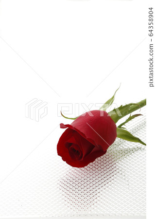深紅色的玫瑰 64358904