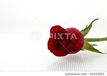A crimson rose 64358905