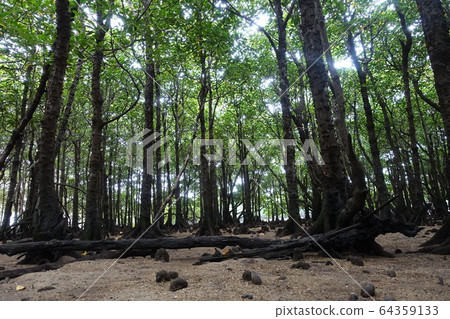 Mangrove Ishigakijima 64359133