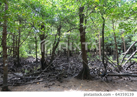 Mangrove Ishigakijima 64359139