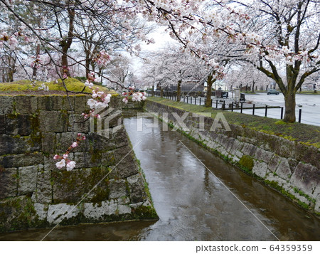 櫻花和石垣千bu公園 櫻花和石垣千bu公園 64359359