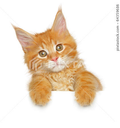 Maine coon kitten above banner Maine coon kitten above banner 64359686