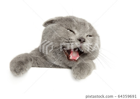 Happy cat above white banner Happy cat above white banner 64359691