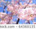 Cherry Blossoms	 64360135