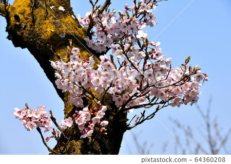 Sakura in Uchiura Resting Forest in Umimachi, Fukuyama City, Hiroshima Prefecture Sakura in Uchiura Resting Forest in Umimachi, Fukuyama City, Hiroshima Prefecture 64360208
