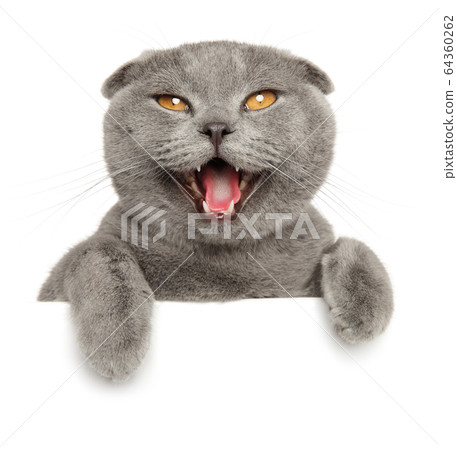 Happy cat looking at the camera Happy cat looking at the camera 64360262