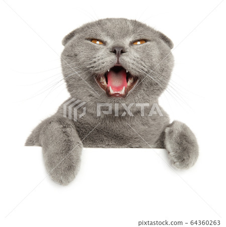 Close-up of happy cat above banner Close-up of happy cat above banner 64360263