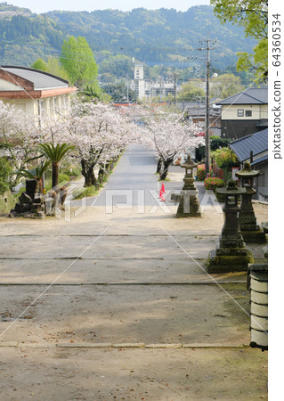 Beautiful row of cherry trees at the shrine 64360534