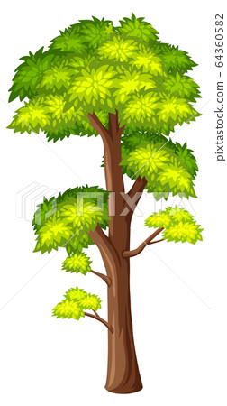 One big tree on white background One big tree on white background 64360582