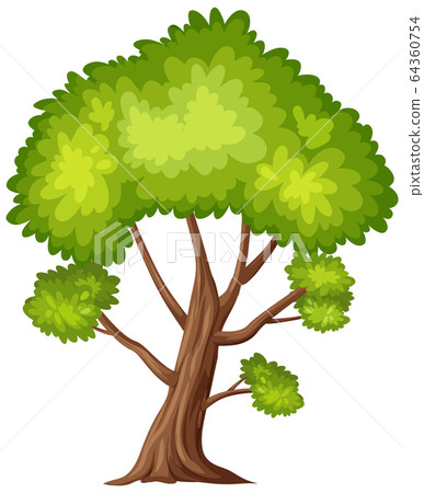 One big tree on white background 64360754
