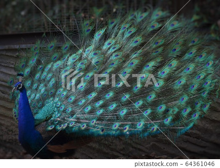 Peacock dance 64361046