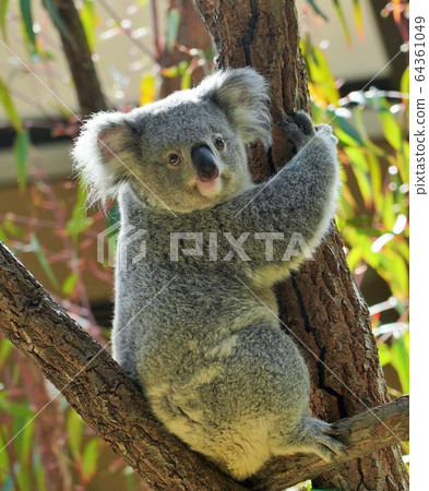 Tree climbing koala Tree climbing koala 64361049