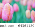 雨後的鬱金香 64361120