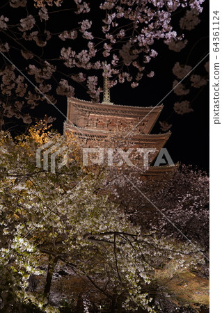 東寺的櫻花 東寺的櫻花 64361124