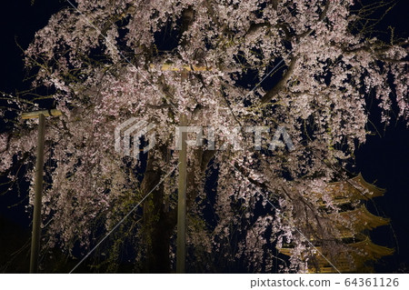 富士櫻花哭泣 64361126