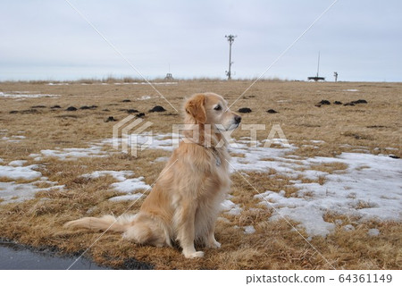 狗坐在高原上的小雪 64361149