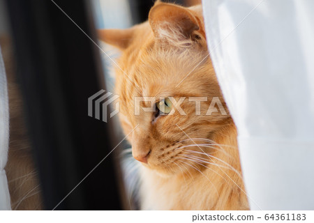 Cat watching outside Cat watching outside 64361183