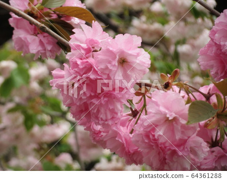 雙櫻花 雙櫻花 64361288