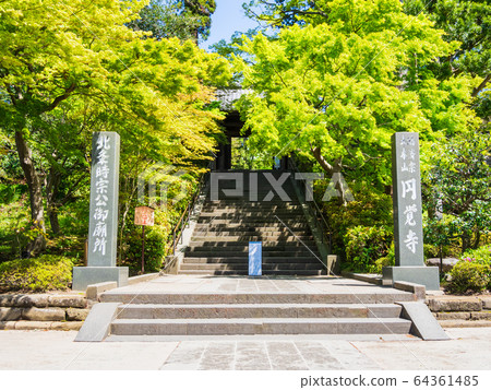 春天鎌倉Engakuji 64361485