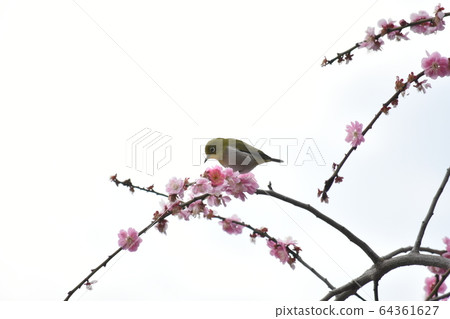 Mejiro在梅花上 Mejiro在梅花上 64361627