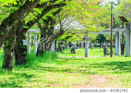 Tokyo Itabashi Ward Spring Akatsuka Park Tokyo Itabashi Ward Spring Akatsuka Park 64361761