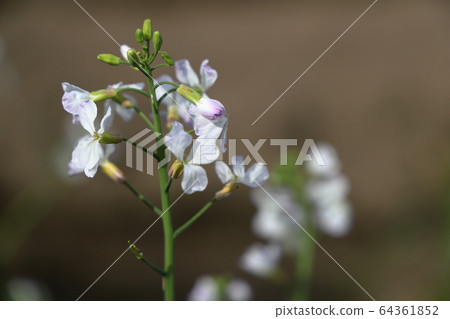 蘿蔔花 64361852