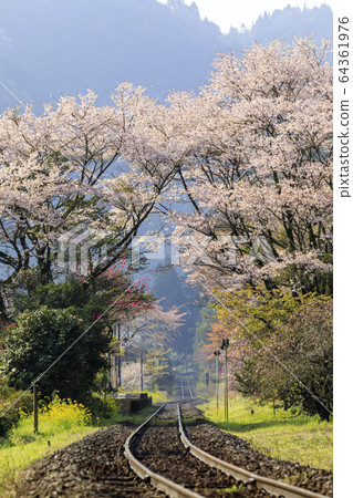 Bungochakawa station and cherry blossoms Bungochakawa station and cherry blossoms 64361976