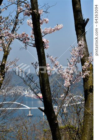 Sakura in Uchiura Resting Forest in Umimachi, Fukuyama City, Hiroshima Prefecture 64363094
