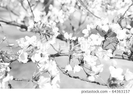 Cherry blossom (monochrome) 64363157