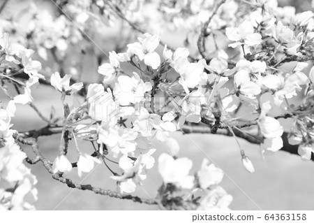 Cherry blossom (monochrome) 64363158