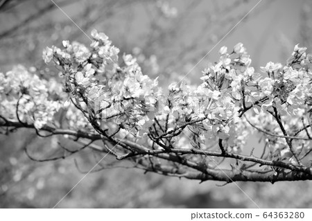 Cherry blossom (monochrome) Cherry blossom (monochrome) 64363280