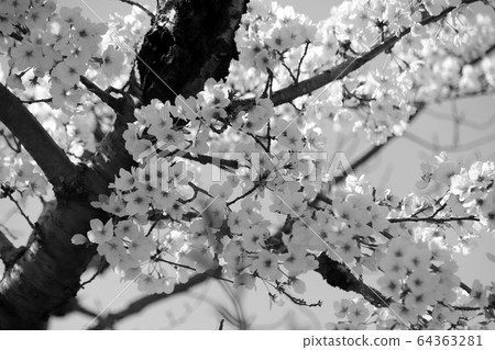 Cherry blossom (monochrome) Cherry blossom (monochrome) 64363281
