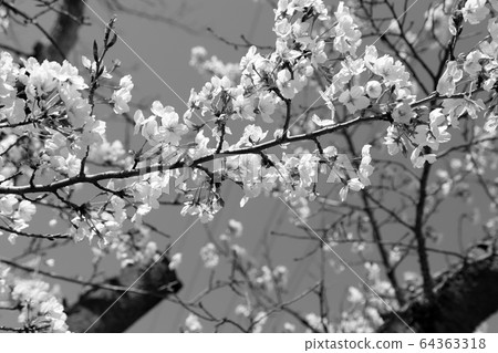 Cherry blossom (monochrome) 64363318