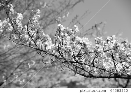 Cherry blossom (monochrome) Cherry blossom (monochrome) 64363320