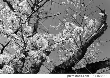 Cherry blossom (monochrome) Cherry blossom (monochrome) 64363368
