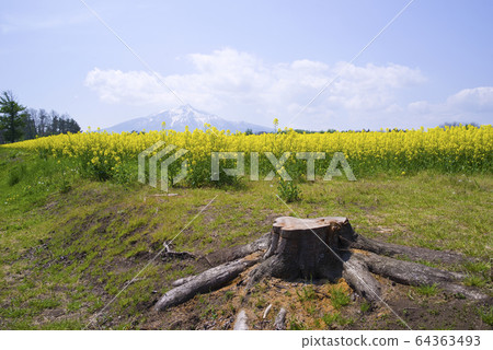 Iwakiyama和Nanohana 64363493