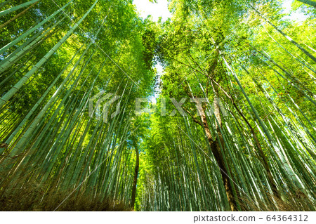 《Kyoto Prefecture》Bamboo Forest Road, Sagano 《Kyoto Prefecture》Bamboo Forest Road, Sagano 64364312
