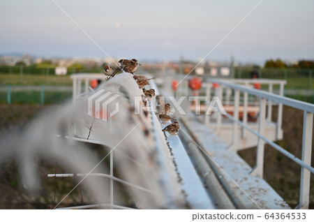 An unexpectedly large flock of sparrows 64364533