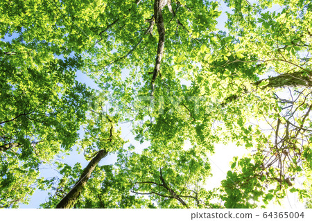 Landscape looking up at the forest 64365004