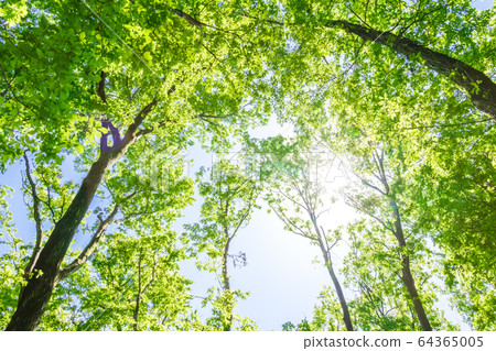 Sunlight through the forest Sunlight through the forest 64365005
