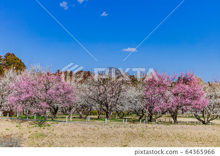 Ume Mito Kairakuen Ume Mito Kairakuen 64365966
