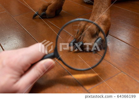 用放大鏡放大狗的爪子 64366199
